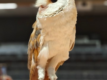 Noc sów 2026 Zapolice, 